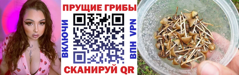 Галлюциногенные грибы ЛСД  наркота  Тында 